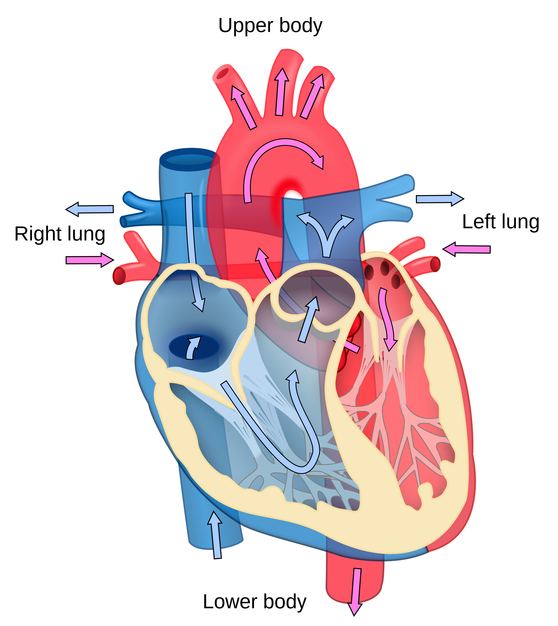 1920px-Heart diagram blood flow en.svg