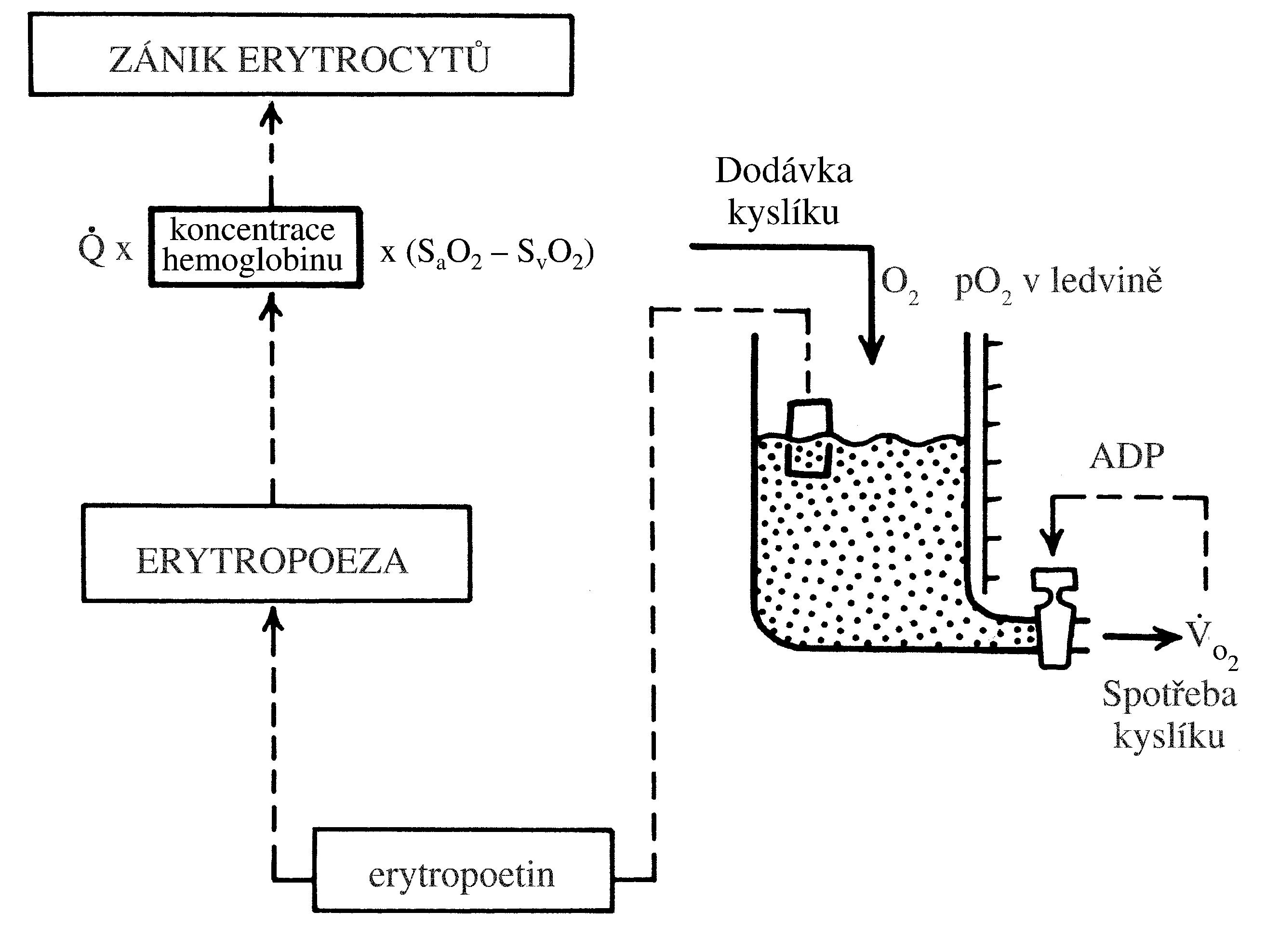 2021 Patologicka fyzio 1 Page 052 Image 0001