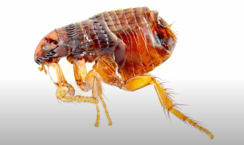 blecha - skokem, bez křídel