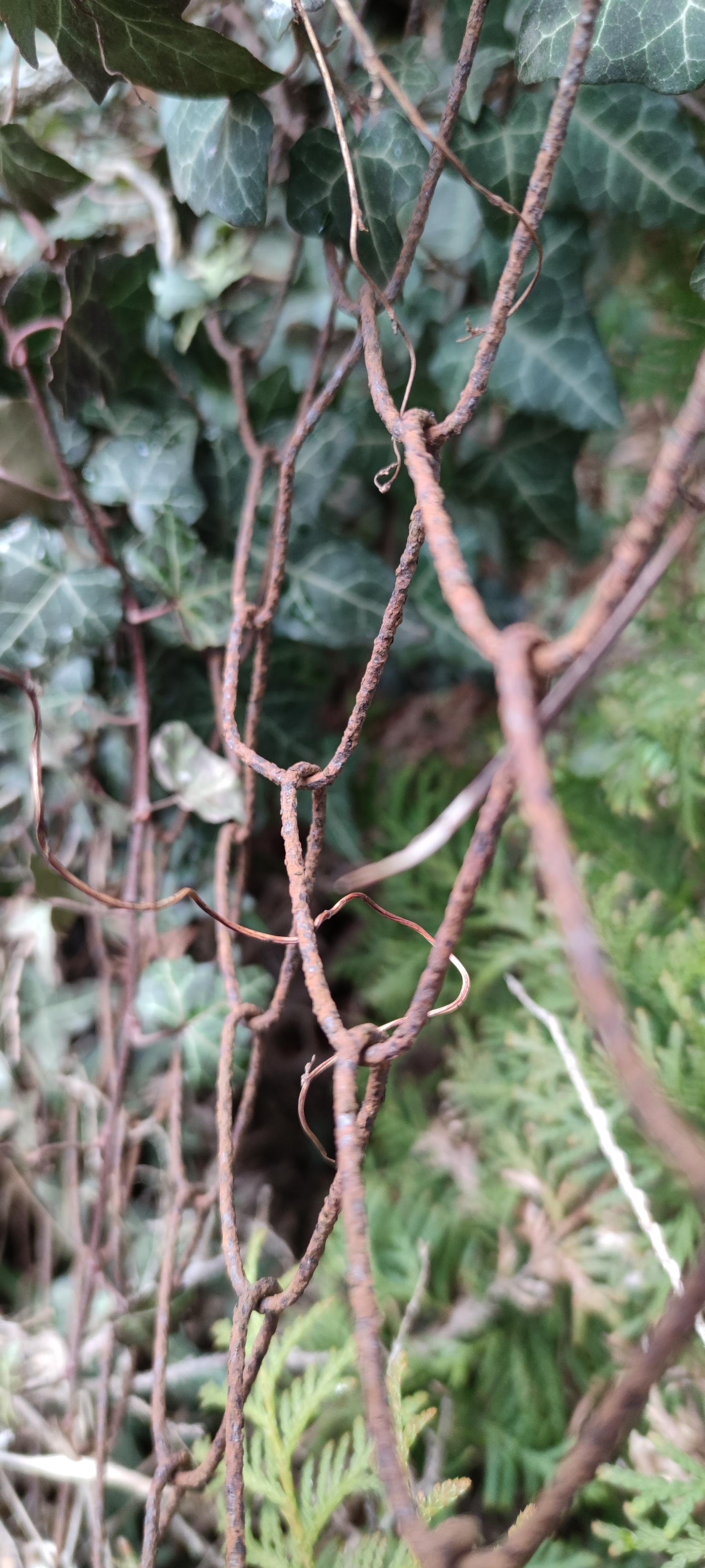 16178109589082014178030364645892