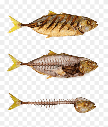 png-transparent-fried-fish-fish-bone-graphy-fishbone-fish-and-meat-seafood-recipe-photography-thumbnail