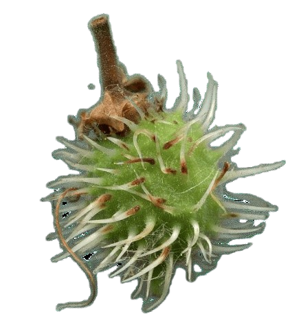 img344d-removebg-preview