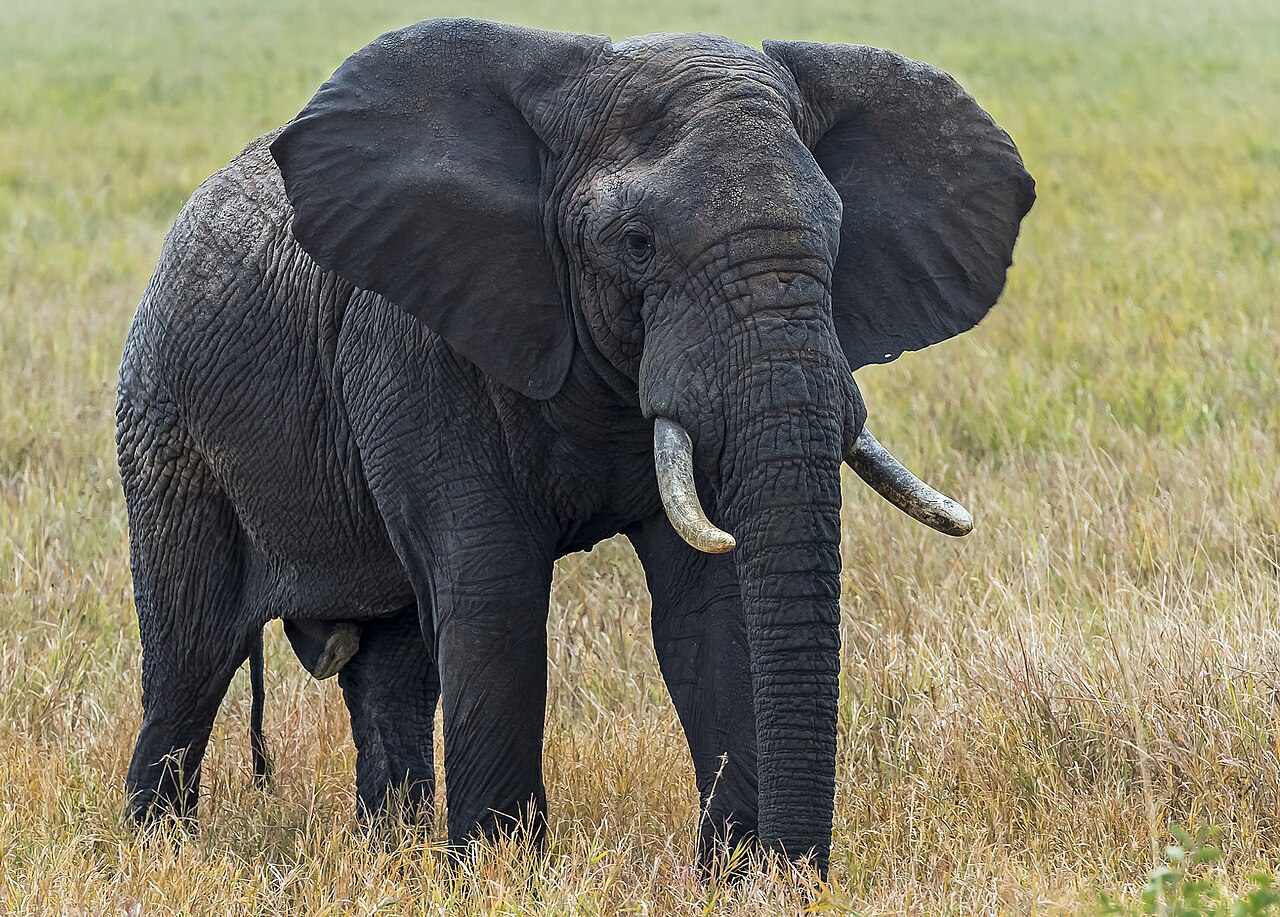 African Elephant (188286877)