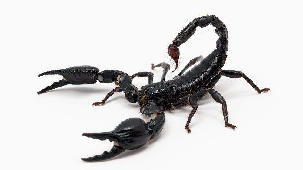 1 D85 8276 export re