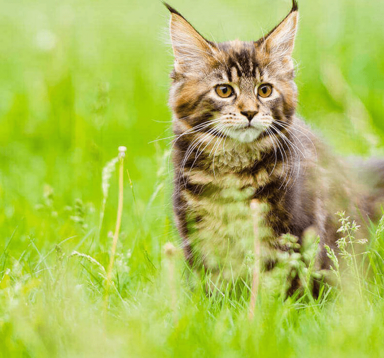 f4 whenmykittenbecomeanadultcat large 1664956872347