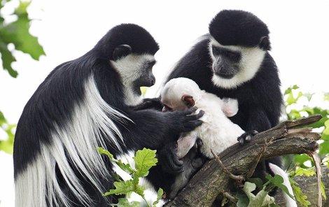 1346284-img-guereza-plastikova-opice-mlade-v0