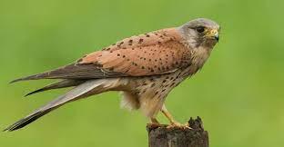 1c4ceae9-5af7-4e69-8406-92d1141b163f