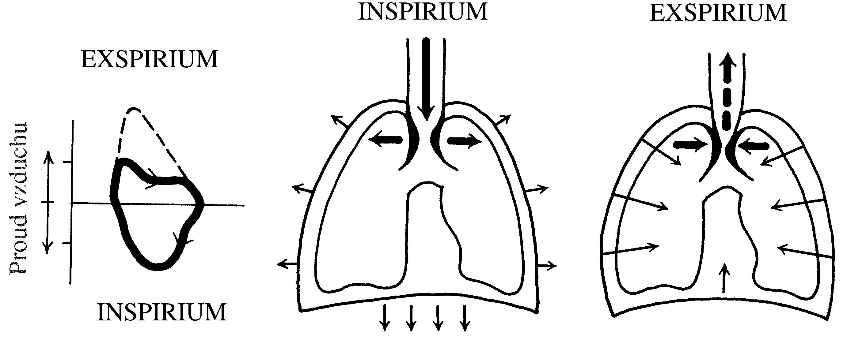 2021 Patologicka fyzio 1 Page 332 Image 0001