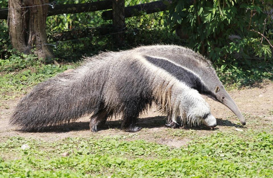 anteater-1329340 960 720