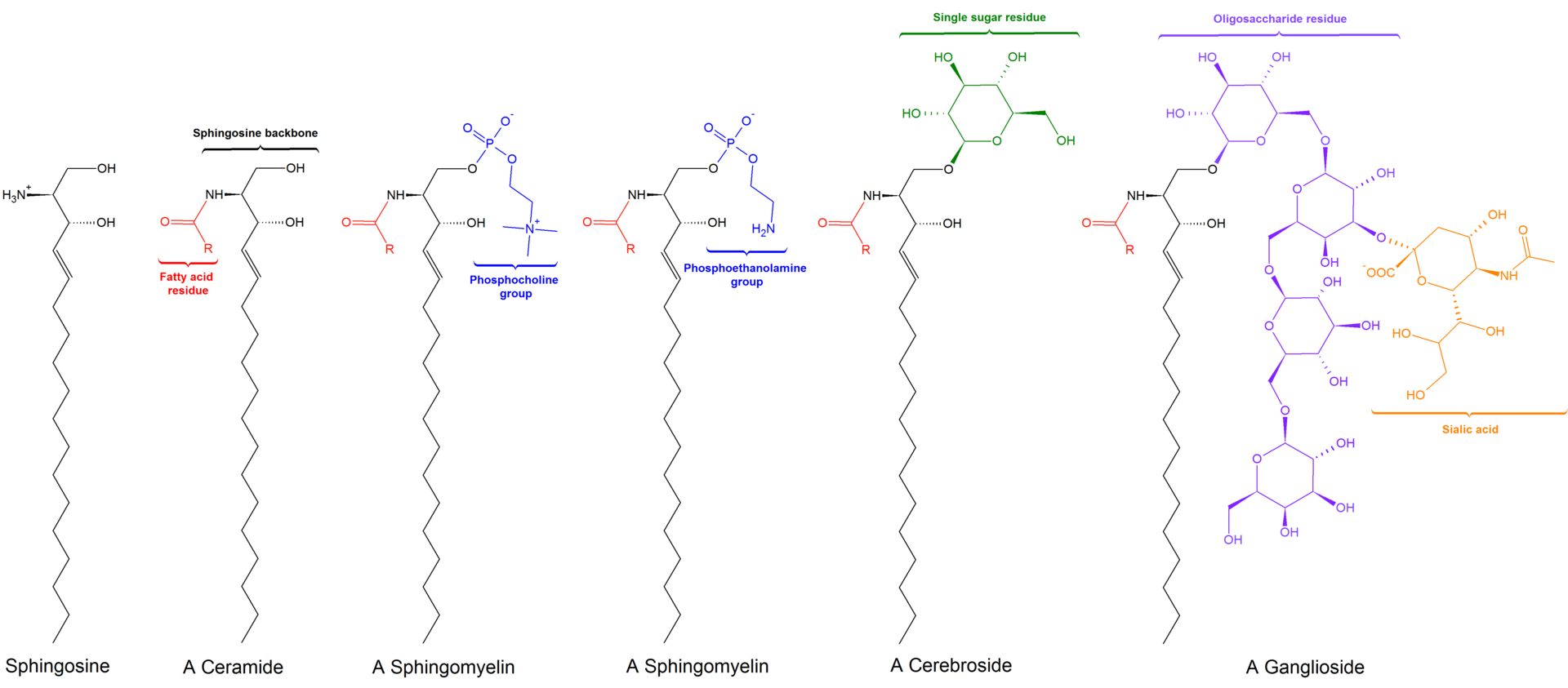 1920px-Sphingolipids general structures