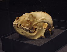 220px-Ailurus fulgens skull at the Beaty Biodiversity Museum