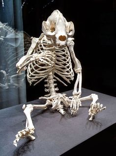 373193a81318787e944e618e17ccc328--giant-pandas-skeletons