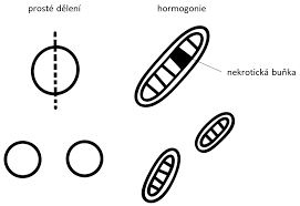 21e6cf1e-45ba-4672-9e55-43a42c61ba50