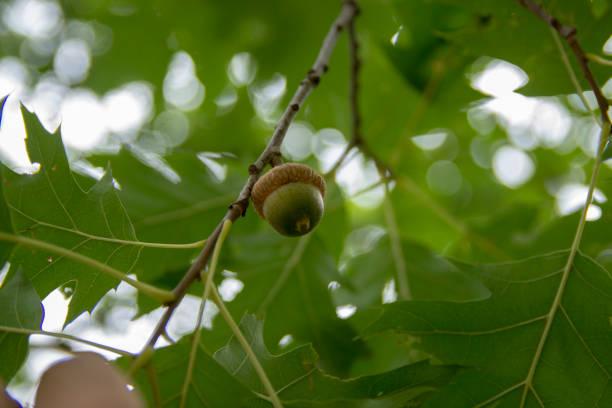 istockphoto-1386027978-612x612