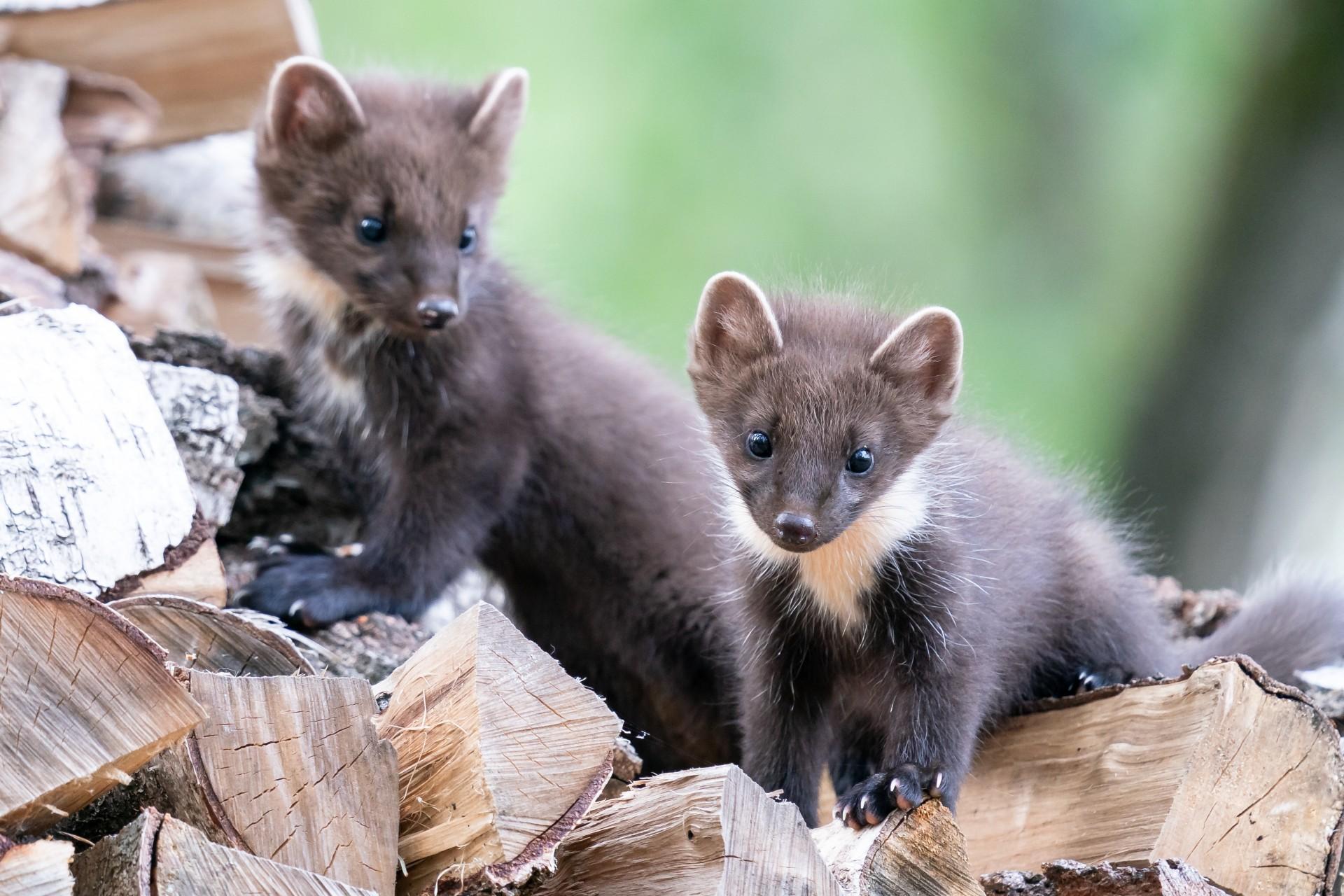 shutterstock 1990056128%20(2)