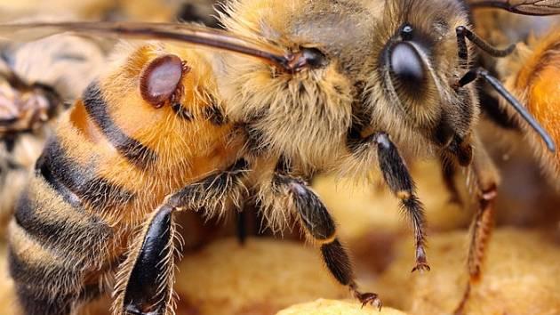 150116-varroa-destructor-vcela-nemoc denik-630-16x9