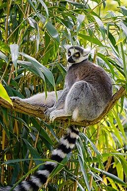 258px-Lemur %2841630741901%29