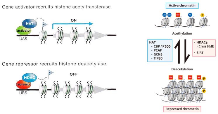 AcetylaceDeacetylaceHistonu