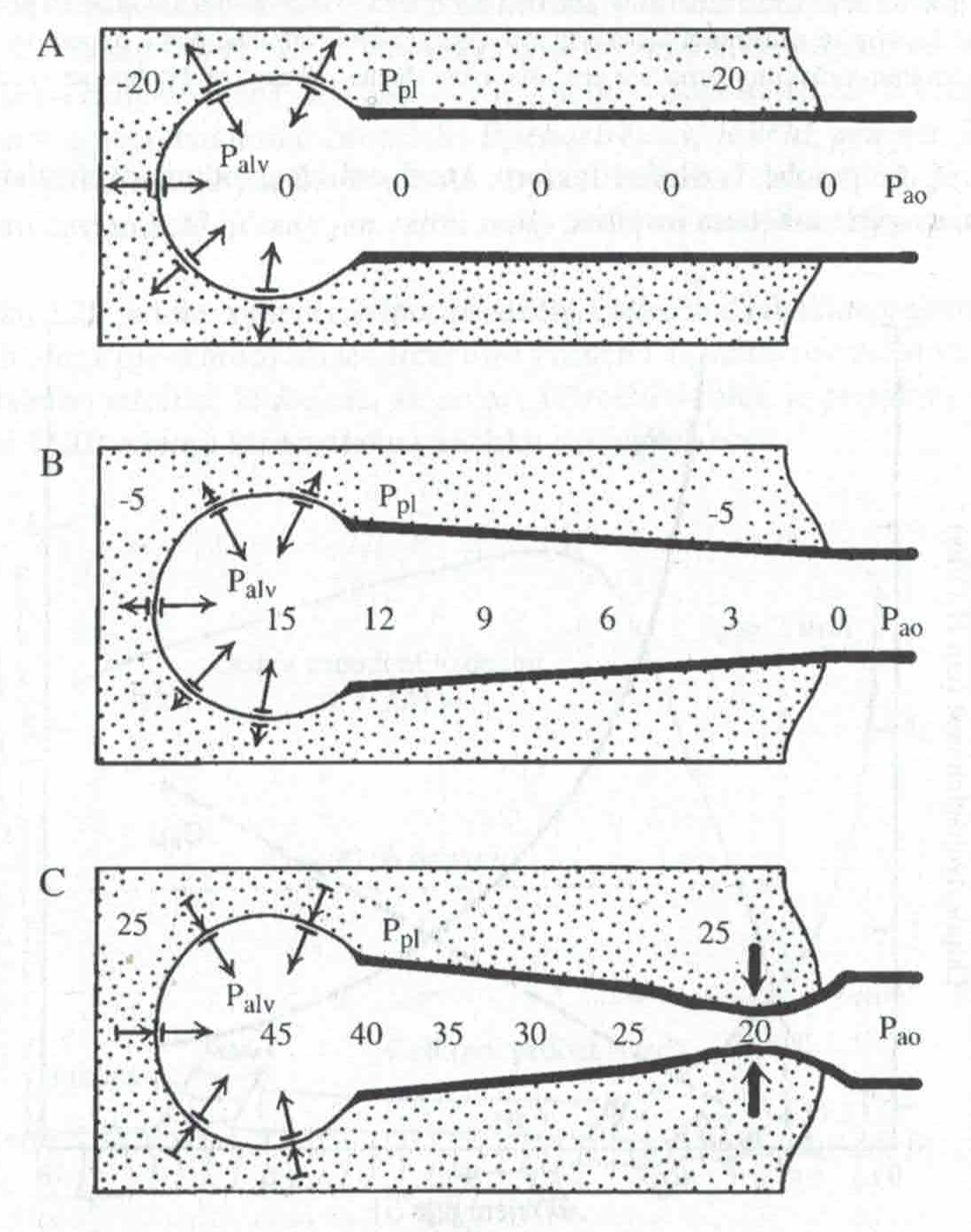 Tlaky v alveolech a v dýchacích cestách a v plicním intersticiu