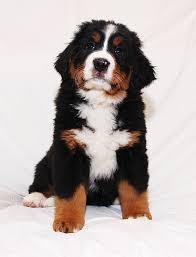 2439d7d5-a692-47c0-9138-31b071cf6329