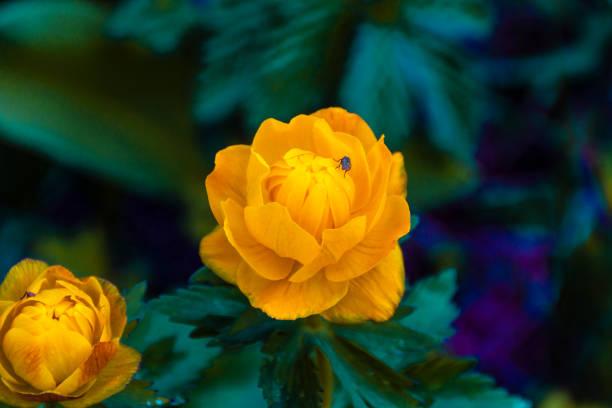 istockphoto-1362056440-612x612