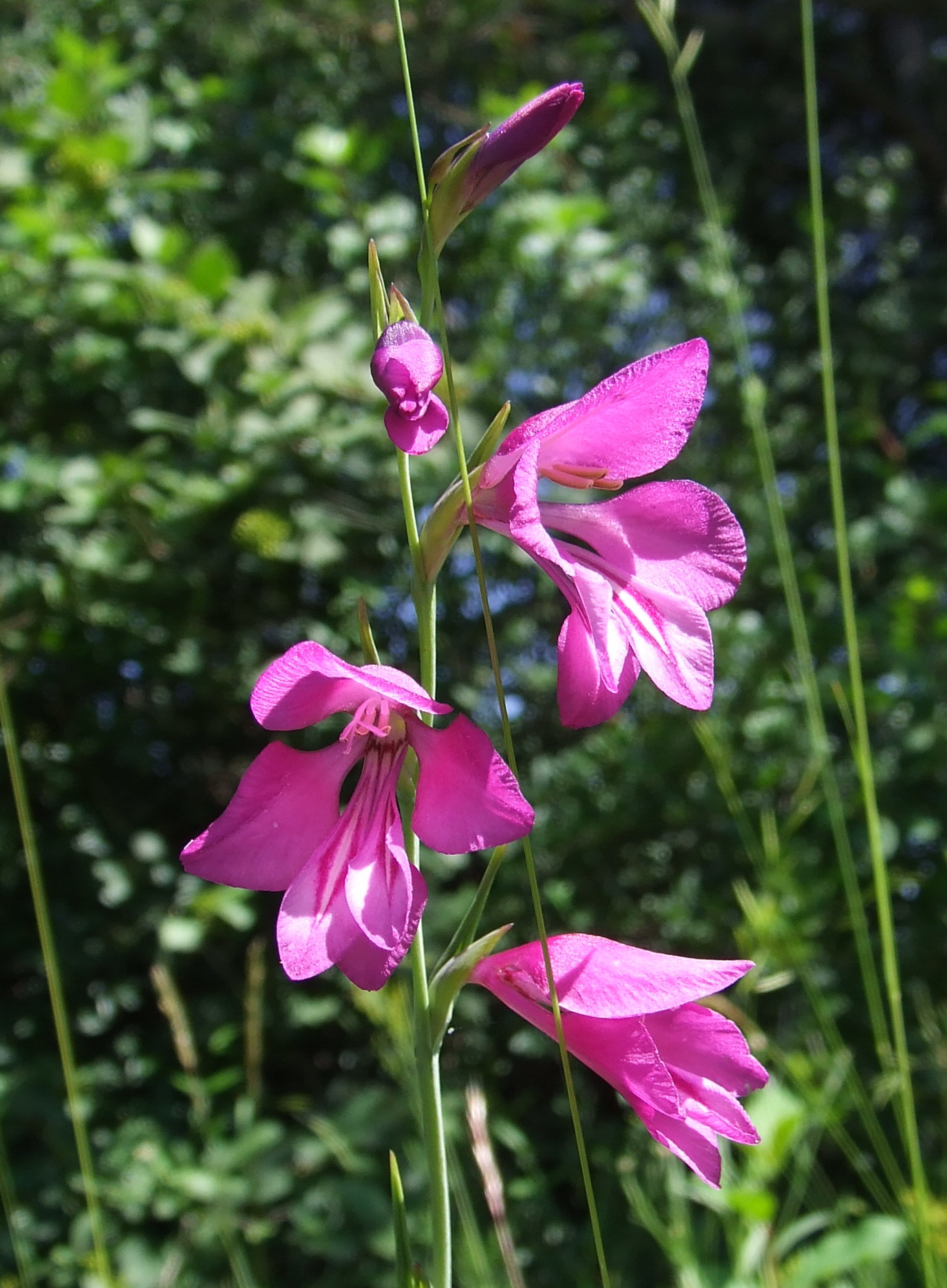 Gladiolus palustris 20060702110147wp