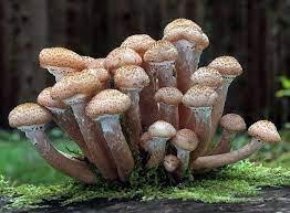 2604343f-560b-4ec4-995b-e8ac4cd75f13