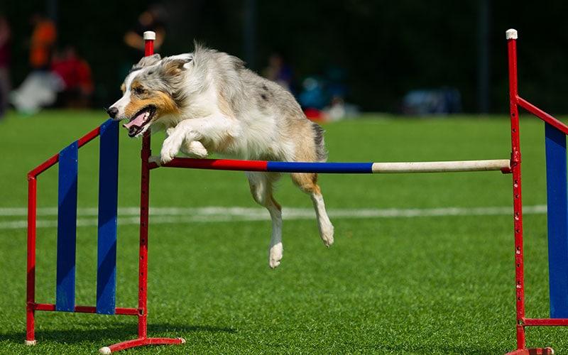 What-Kinds-of-Competitions-Can-I-Do-With-My-Dog