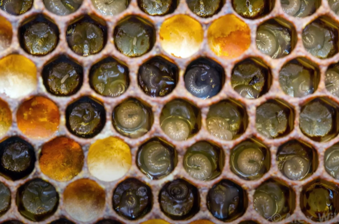 PD-larva-podobnájak červík, pak se zapoudří a vznikne klidové stádium kukly