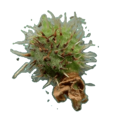 img344r-removebg-preview