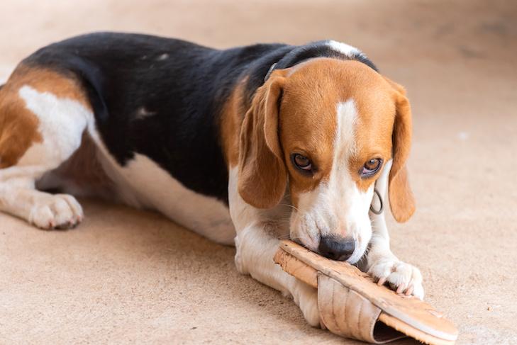 Beagle-chewing-on-a-shoe