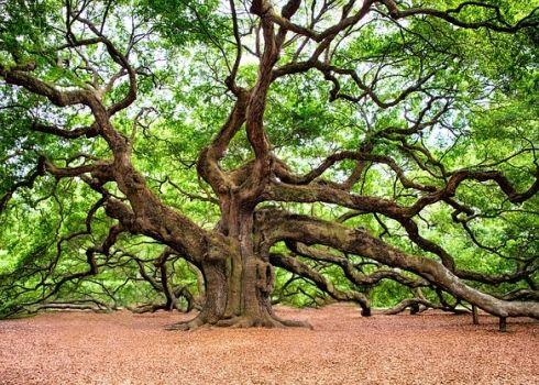 quercus-petraea-dub-zimni