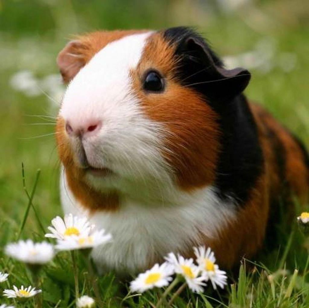 65468421 magneticke-morce