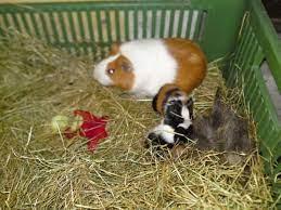 29c8eda6-2611-4d06-a089-ff8ca7620a0d