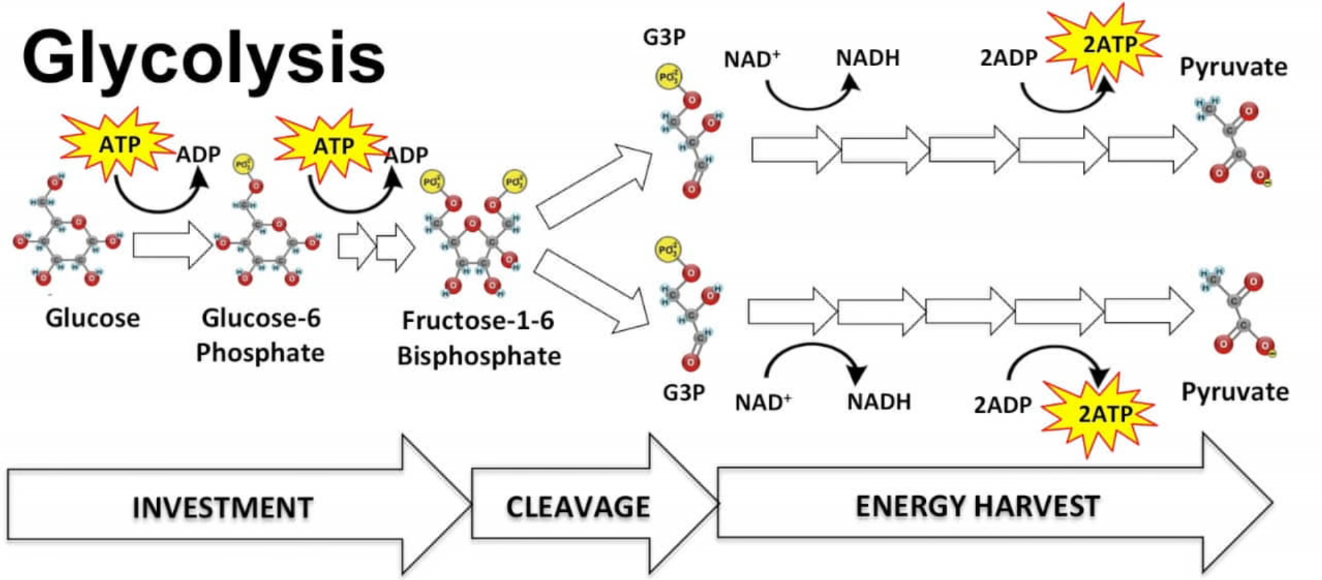 Glycolysis