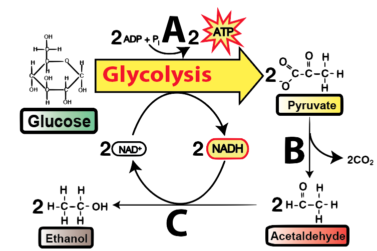 Alkoholová fermentace