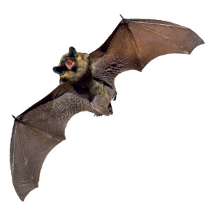 netopýr-3