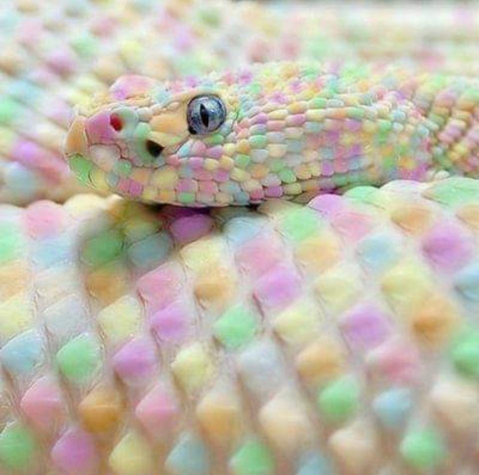 a cotton candy snake-afrika