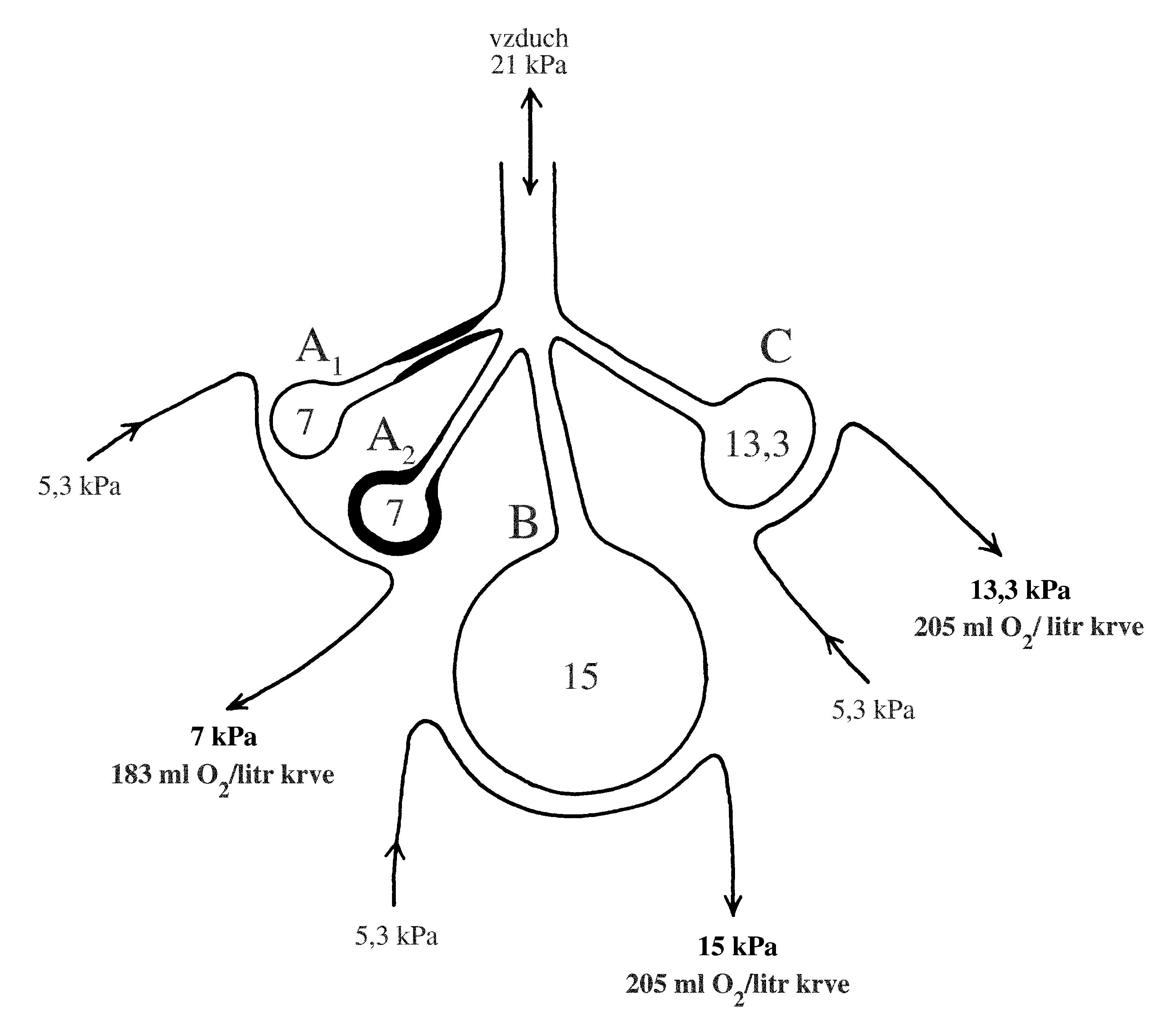 2021 Patologicka fyzio 1 Page 276 Image 0001