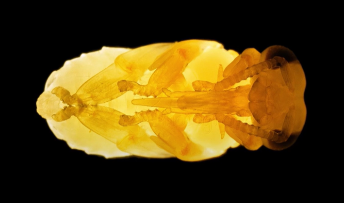 PD- klidové stádium kukly, nehýbe se, ve vnitř dochází k přeměnám