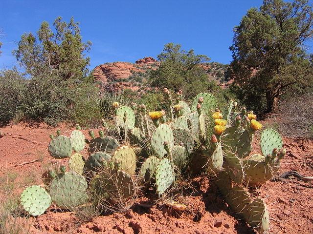 640px-Wild wild cacti 02