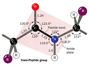 trans-peptid