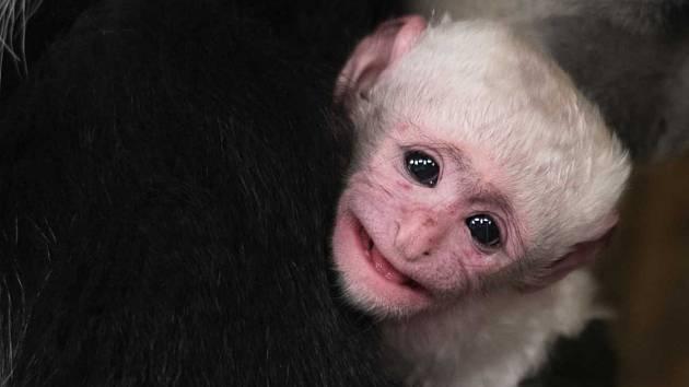 guereza denik-630-16x9