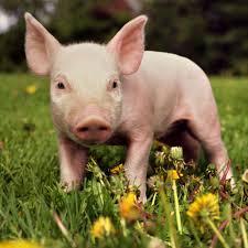 2f67c397-e708-41aa-9c25-dd701568bc4e