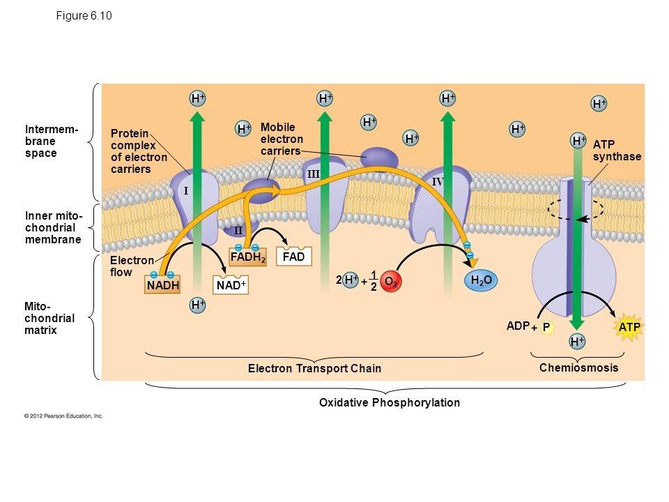 Oxidative-phosphorylation 1