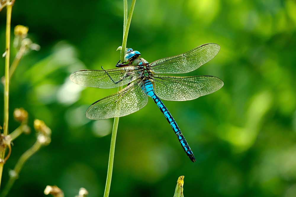 shutterstock 1449924479