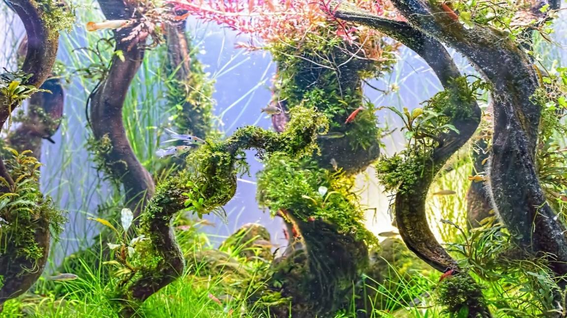 1117319-profimedia-0338836038vodni-rostliny-upr-base 16x9.jpg