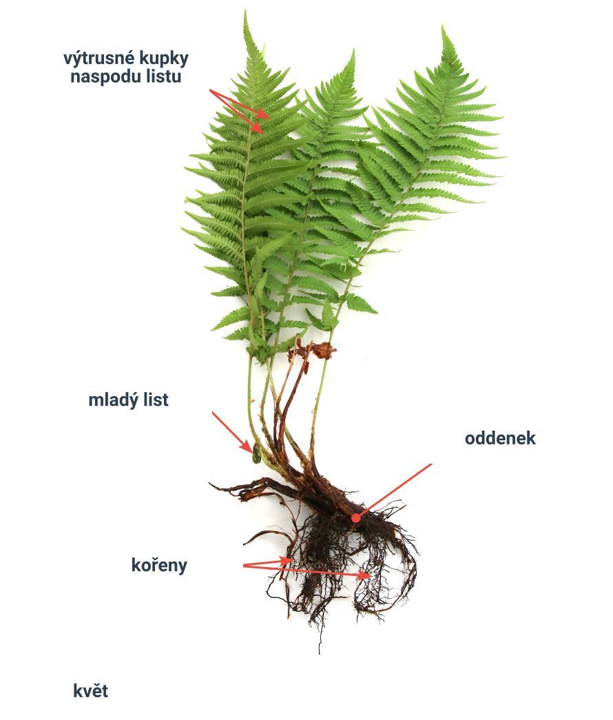 presouvani plavune preslicky a kapradiny stavba fotka.clean