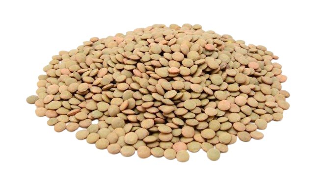 fondation-olo-lentilles-infographie