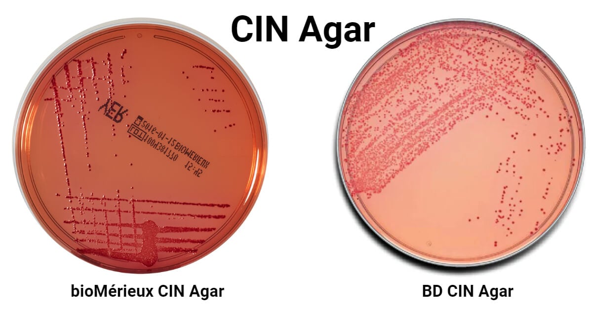 CIN-Agar